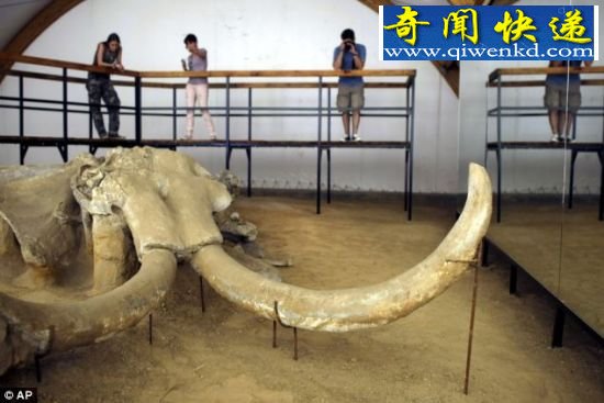 发现:考古学学生研究了一个在塞尔维亚贝尔格莱德以东露天煤矿发现的猛犸象残骸。考古学家说他们在这个地区发现至少5头巨型长毛猛犸象的残骸。 考古学家发现5头巨型猛犸象残骸
