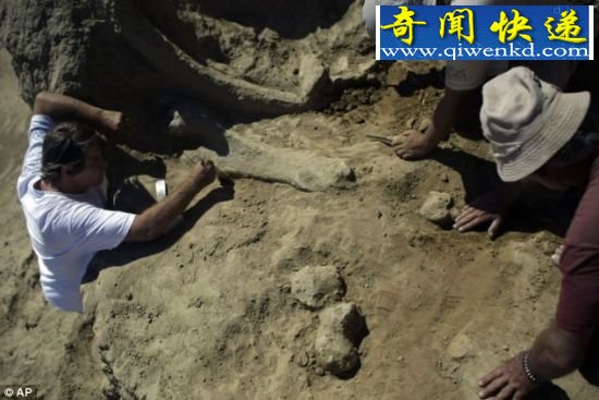辛苦工作:费米拉孔考古公园负责人克拉奇(左)和考古学家同事们19日在塞尔维亚的一个露天煤矿挖掘一根长毛猛犸象牙。 考古学家发现5头巨型猛犸象残骸