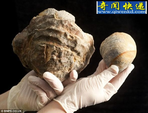 生长过度:这张照片展示了这个侏罗纪时期的庞然大物紧挨着一个普通牡蛎。这个史前软体动物有1亿多年历史。 英国牡蛎化石可能含有世界最大珍珠