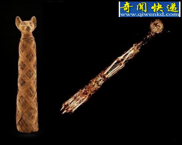 左侧:一具用小猫制成的木乃伊,以及它在CT扫描下看到的内部结构(右侧) 考古发现古埃及曾将数百万动物制成木乃伊(图)
