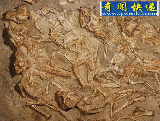 �ɹŷ���0.7����Ӥ��ԭ���� �������ڳ�Ѩ��