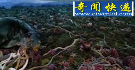 (图)南极冰层下发现3米长巨虫 疯狂抢食海豹