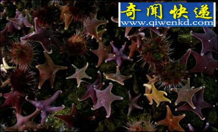 (图)南极冰层下发现3米长巨虫 疯狂抢食海豹