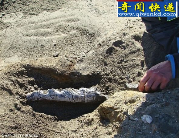 一块化石即将出土 (图)古生物学家们发现欧洲史上最完整的肉食恐龙化石
