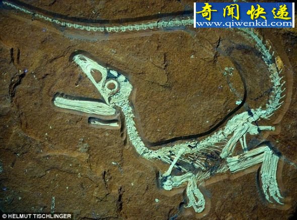古生物学家们庆贺发现欧洲史上最完整的肉食恐龙化石 (图)古生物学家们发现欧洲史上最完整的肉食恐龙化石