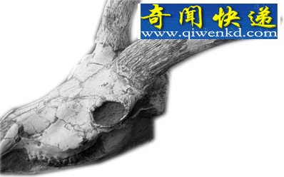 (图)探访宁夏古动物化石 灵武梁龙堪称北半球第一龙