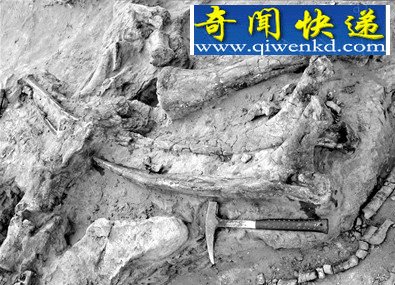 (图)探访宁夏古动物化石 灵武梁龙堪称北半球第一龙