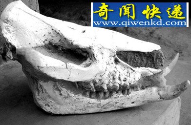 (图)探访宁夏古动物化石 灵武梁龙堪称北半球第一龙
