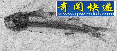 (图)探访宁夏古动物化石 灵武梁龙堪称北半球第一龙