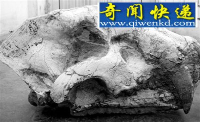 (图)探访宁夏古动物化石 灵武梁龙堪称北半球第一龙