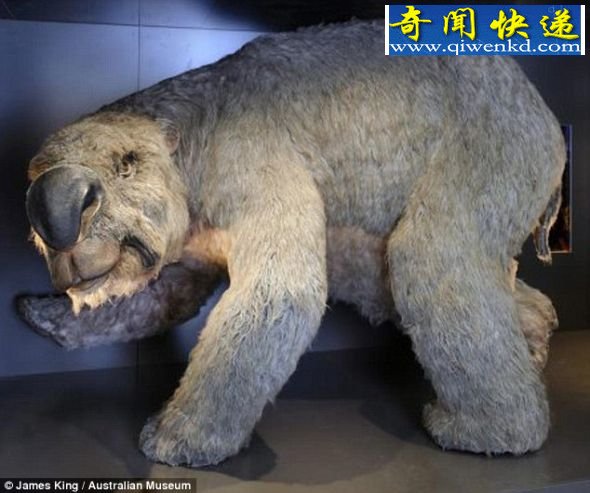 科学家已经在澳大利亚昆士兰西北地区发现首个完整的史前巨兽Diprotodon的骨架 科学家发现首个完整的史前巨兽Diprotodon的骨架