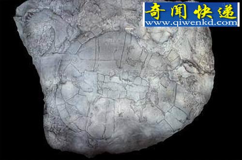 ����ѧ���������İ��������ʯ����