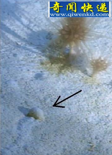 ����ѧ���������İ��������ʯ����