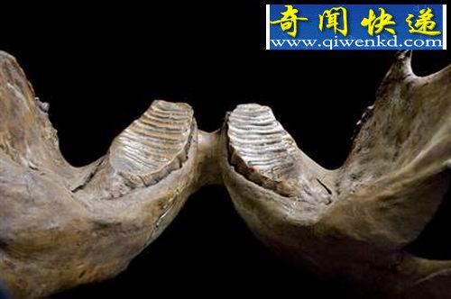 ����ѧ���������İ��������ʯ����