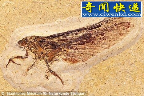 翅膀与蜉蝣类似,但与这个现代近亲不同的是,成年Coxoplectoptera的口器能够消化猎物 巴西发现1.2亿年前怪异昆虫化石外形似虾