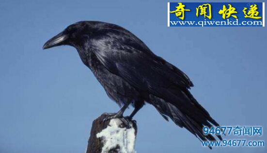 什么是乌鸦悖论?乌鸦悖论“悖”在哪里?