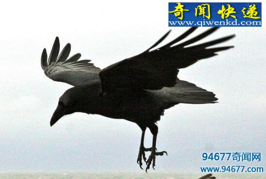 什么是乌鸦悖论?乌鸦悖论“悖”在哪里?