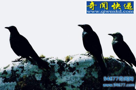 什么是乌鸦悖论?乌鸦悖论“悖”在哪里?