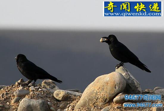什么是乌鸦悖论?乌鸦悖论“悖”在哪里?