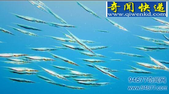深海惊现幽灵鱼,眼黄身白疑似外星生物!