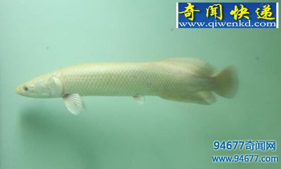 深海惊现幽灵鱼,眼黄身白疑似外星生物!