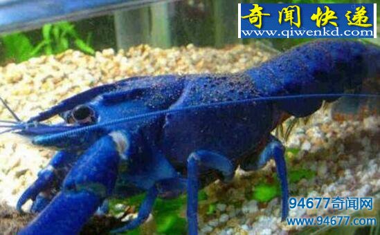 天长市惊现蓝色龙虾,疑为基因突变形成蓝色