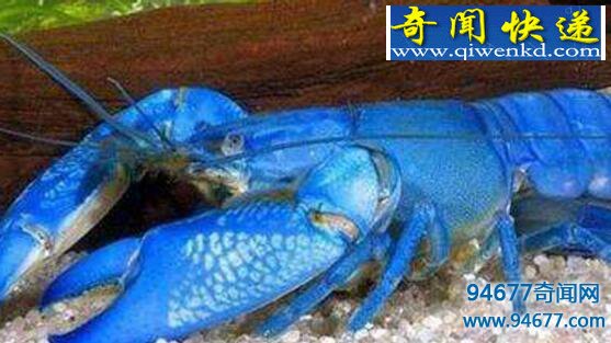 天长市惊现蓝色龙虾,疑为基因突变形成蓝色