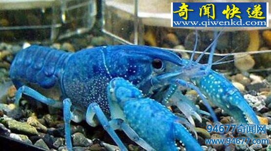 天长市惊现蓝色龙虾,疑为基因突变形成蓝色