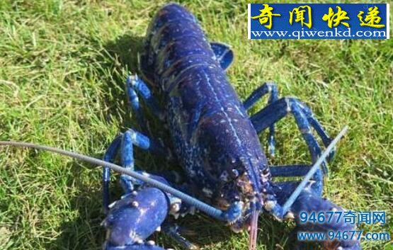 天长市惊现蓝色龙虾,疑为基因突变形成蓝色