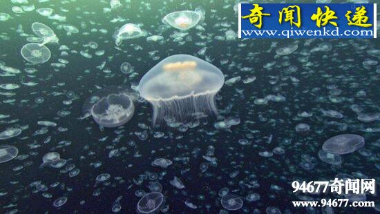 BBC海洋纪录片,蓝色星球分集介绍