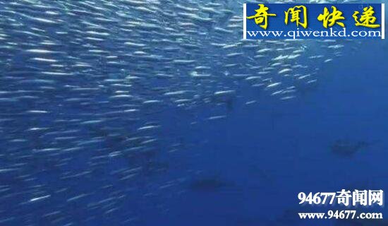 BBC海洋纪录片,蓝色星球分集介绍