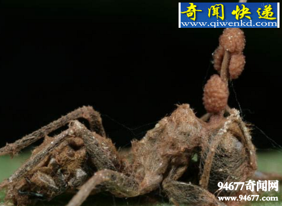 诡异的僵尸蚂蚁,被4800万年前的真菌感染