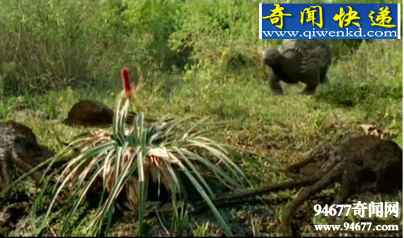 沼泽章鱼,预测将在一亿年后诞生(目前并不存在)