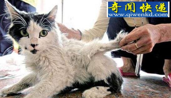 福州惊现天使猫,真相竟是网友造谣