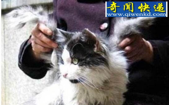 福州惊现天使猫,真相竟是网友造谣