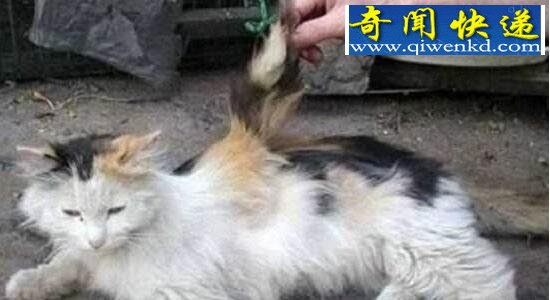 福州惊现天使猫,真相竟是网友造谣