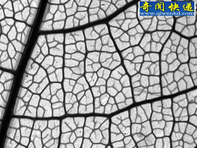 植物叶子为何千差万别?