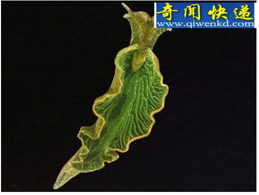 十大吞食阳光的稀奇生物