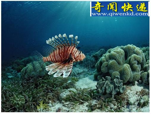 十大吞食阳光的稀奇生物