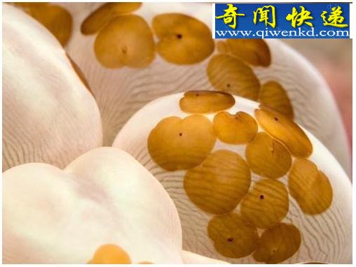 十大吞食阳光的稀奇生物