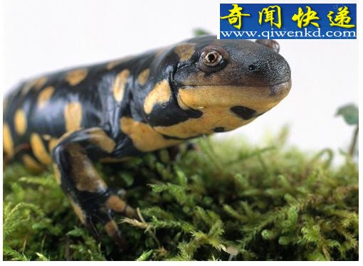 十大吞食阳光的稀奇生物