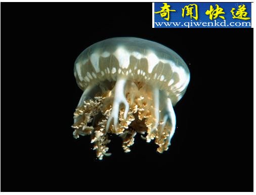 十大吞食阳光的稀奇生物