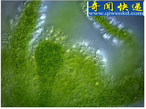 十大吞食阳光的稀奇生物