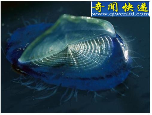十大吞食阳光的稀奇生物