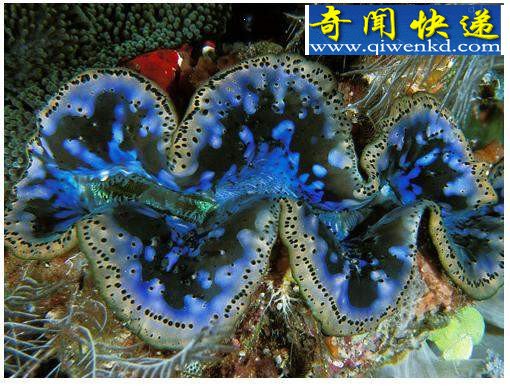 十大吞食阳光的稀奇生物