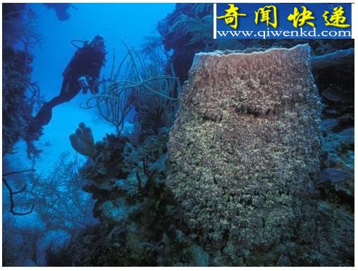 十大吞食阳光的稀奇生物
