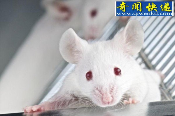 科学家对老鼠肌肉干细胞进行“返老还童”
