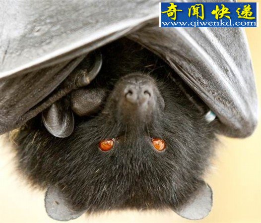 10个最怪异的科学研究:蝙蝠为伴侣口-交