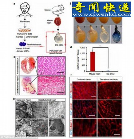 科学家培育出跳动的老鼠心脏