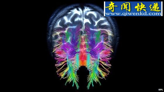 实验室造模拟大脑:有基本自我意识(图)